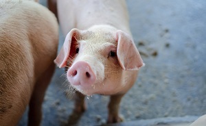 Porcine Circovirus 2 ในปี 2020